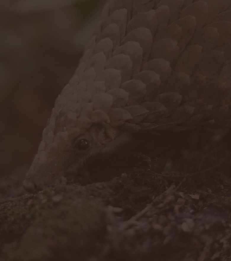 home_pangolingh_pic12