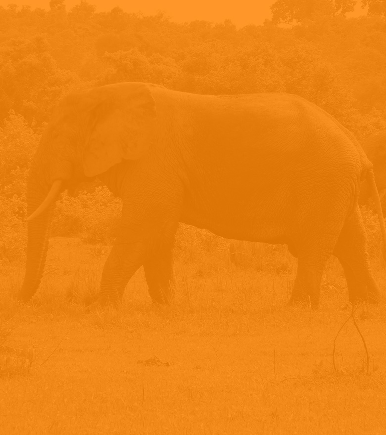 home_pangolingh_pic13