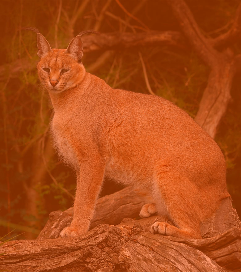 home_pangolingh_pic14